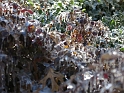 DFW-IcePocalypse-2013_Thaw (96)